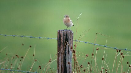 A Marsh Warbler, Acrocephalus palustris - Reed Warblers (Acrocephalidae), sits on a fence post. wadden island, nature conservation area, friesland, the Netherlands