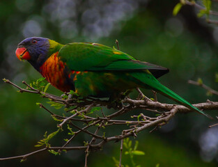 Rainbow lorikeet feeding in a Sydney Park Australia