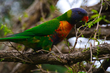 Rainbow lorikeet feeding in a Sydney Park Australia