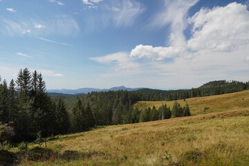 Schwarzwald im Sommer
