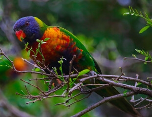 Rainbow lorikeet feeding in a Sydney Park Australia