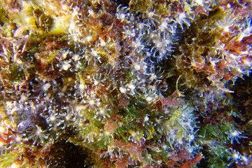 Naklejka na ściany i meble Common clavularias (Clavularia crassa) in Mediterranean Sea 