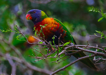 Rainbow lorikeet feeding in a Sydney Park Australia