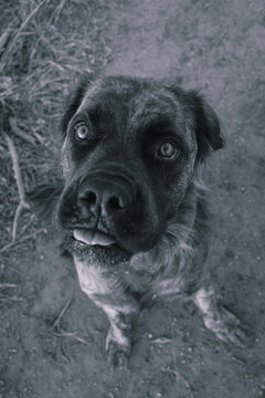 A Brindle Boerboel Cross Pulling A Funny Face With His Tongue Out.