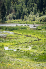 Flusslandschaft im bayerischen Wald