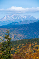 秋の黄葉の林と冠雪の山頂　十勝岳連峰
