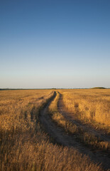 A road for cars in the middle of a wheat field.