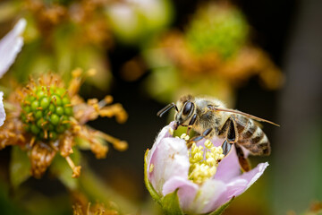 Bee on a white blackberry flower collecting pollen and nectar for the hive