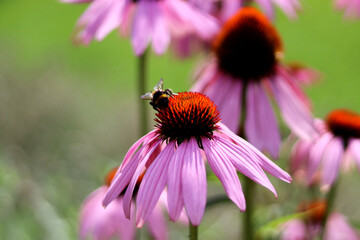 Bumblebee on Echinacea bloom