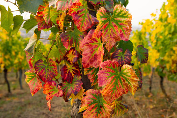 Verfärbte Reben in Barr im Elsass
