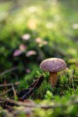 Erfolg bei der Pilzsuche - Steinpilz im Wald