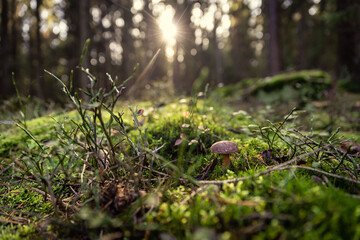 Erfolg bei der Pilzsuche - Steinpilz im Wald
