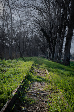 footpath in the park