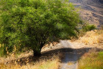 one big green tree with road