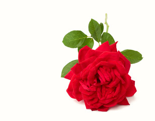 red blooming rose isolated on white background
