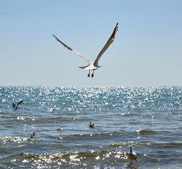 seagulls fly over the sandy coast of the Black Sea on a summer day, Ukraine