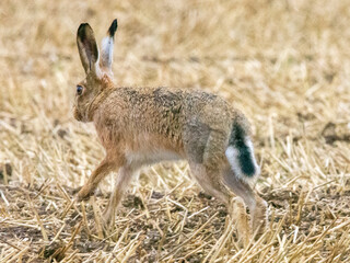 Brown Hare in the Lincolnshire Wolds