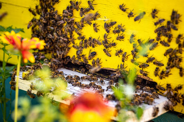 Fototapete bei efototapeten.de bestellen   