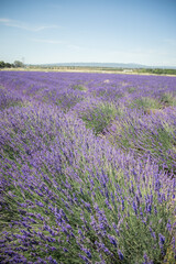 Fototapeta na wymiar Provence lavender field and sky
