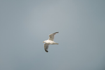 Seagull flies by, on a cloudy summer day