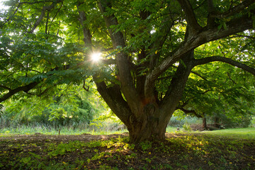 Obraz premium Park von Windeck bei Ottrott im Elsass