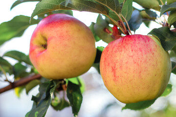 Apples on apple tree branch in fruit garden.Selective focus. Summer, autumn, harvest background.