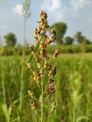 Tidal crop and sky view 
