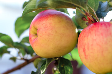 Apples on apple tree branch in fruit garden.Selective focus. Summer, autumn, harvest background.