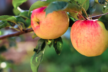 Apples on apple tree branch in fruit garden.Selective focus. Summer, autumn, harvest background.