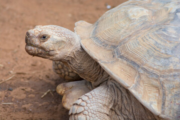 Portrait of a Giant turtle, an african spurred tortoise (Centrochelys sulcata), walking on ground