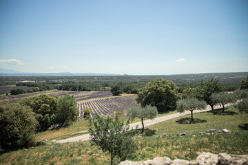 Fototapeta na wymiar Drome Provence countryside landscape lavender field horizontal 