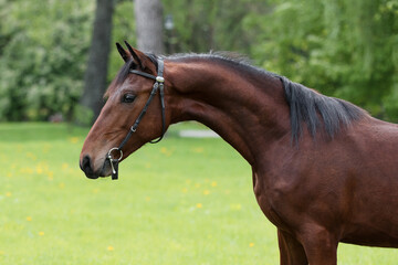 Obraz premium Portrait of a beautiful chestnut horse with mane stands on natural summer background, head closeup