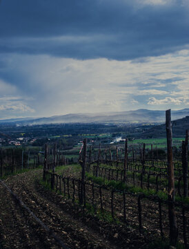 vineyard in region