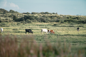 Beautiful view of the nature on the eastern Ameland, beautiful dune landscape, cows graze in the distance, Wadden Island, nature conservation area, Friesland, the Netherlands