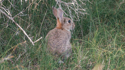 A wild rabbit hidden in the dune grass, in the early morning during the sunrise, Dutch wildlife, Ameland, Wadden Island, conservation area, Friesland, The Netherlands