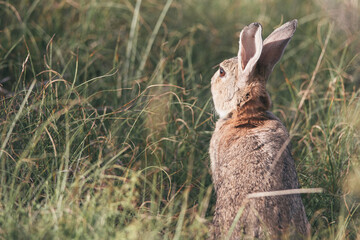 A wild rabbit hidden in the dune grass, in the early morning during the sunrise, Dutch wildlife, Ameland, Wadden Island, conservation area, Friesland, The Netherlands