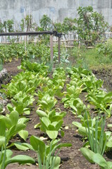 Fototapeta na wymiar Rows of plants growing in greenhouse