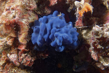 Flesh sponge (Oscarella lobularis) in Mediterranean Sea