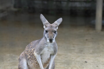 カンガルー　（動物公園）