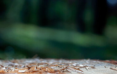 Empty Forest Soil Surface with Pine Needles in the Foreground and a Blurry Background with Copy-Space can be Used to Display Your Products.