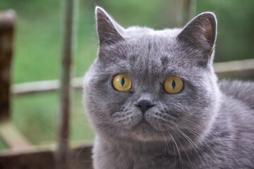 Naklejka na ściany i meble beautiful British gray cat, close-up portrait, large yellow eyes