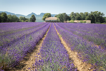 Naklejka premium Provence Drome lavender rows and house with mountain horizontal