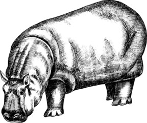 Hand drawn vector monochrome hippopotamus illustration.