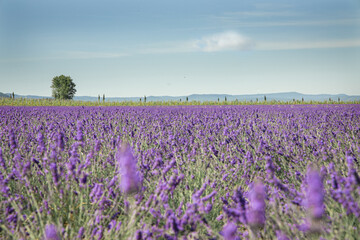 Naklejka na ściany i meble Provence Drome lavender field with tree and sky horizontal
