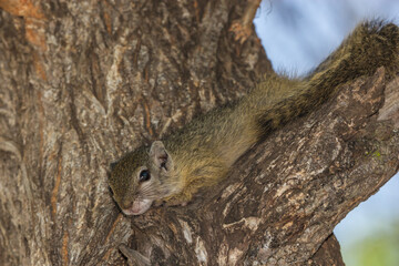 Fototapeta premium A young African Tree Squirrel relaxing high up in a tree, Kruger National Park.