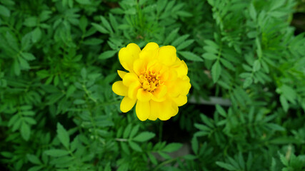 マリーゴールド