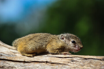 A tiny African Tree Squirrel resting on a branch, South Africa.