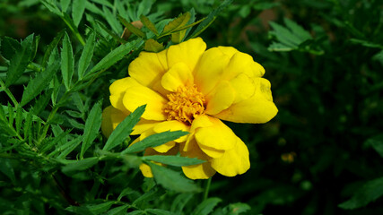 黄色いマリーゴールド