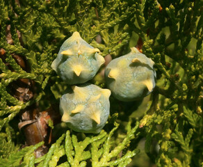 Group of fruits of green thuja tree. The fruits of the ornamental thuja tree with pine cones seeds.