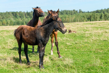Fototapeta premium Horses graze in the meadow on a summer day